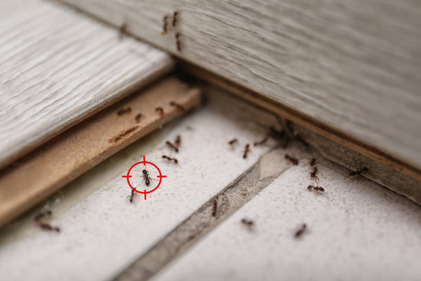 Best Best Pest Control Companies  in Brownville, NJ