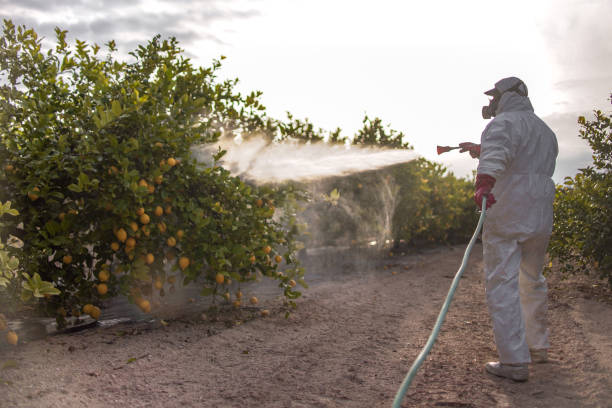 Best Emergency Pest Control  in Brownville, NJ