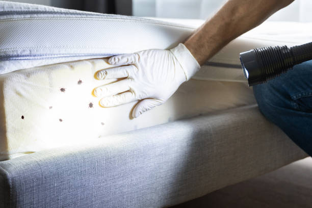 Best Pest Prevention Services  in Brownville, NJ