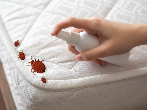 Best Termite Control Services  in Brownville, NJ