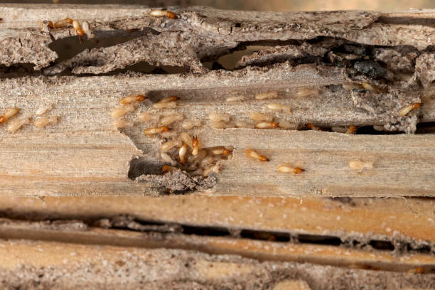 Best Wildlife Control Services  in Brownville, NJ