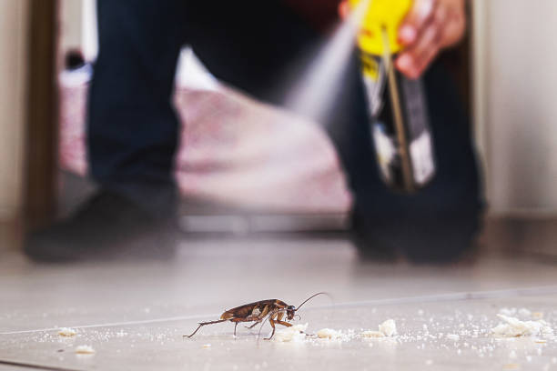Best Flea Control Services  in Brownville, NJ